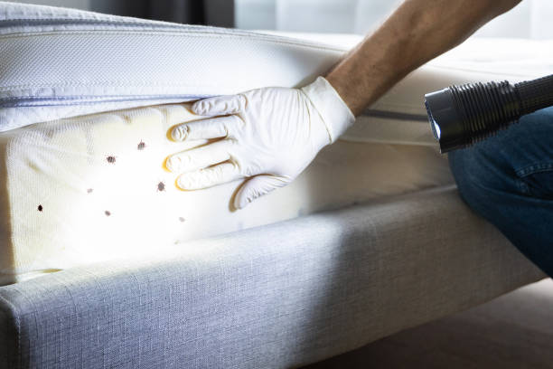 Best Cockroach Control Services  in Buckhead Ridge, FL