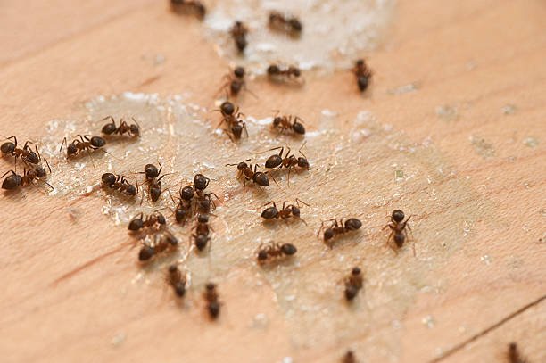 Best Flea Control Services  in Buckhead Ridge, FL